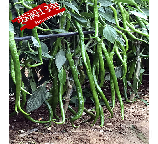 �K��13̖-�����N��-�K���N�I(y��)