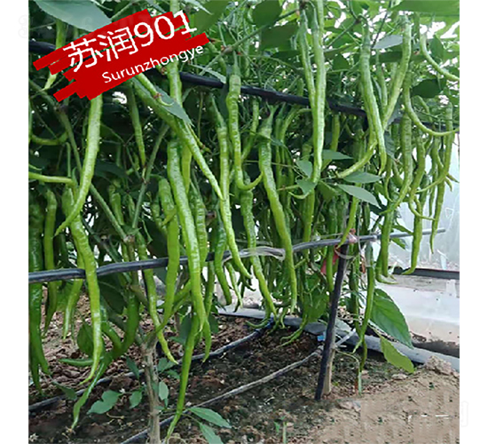 �K��901-�����N��-�K���N�I(y��)