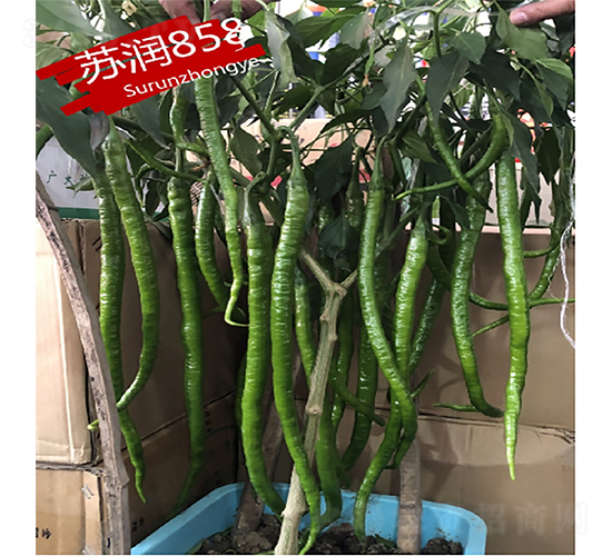 �K��858-�����N��-�K���N�I(y��)