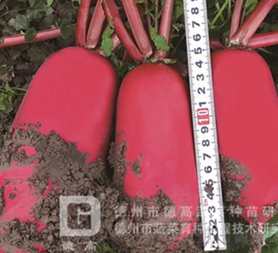 �tƤ�}��-�¸߼t-�}���N��-�¸߷N�I(y��)