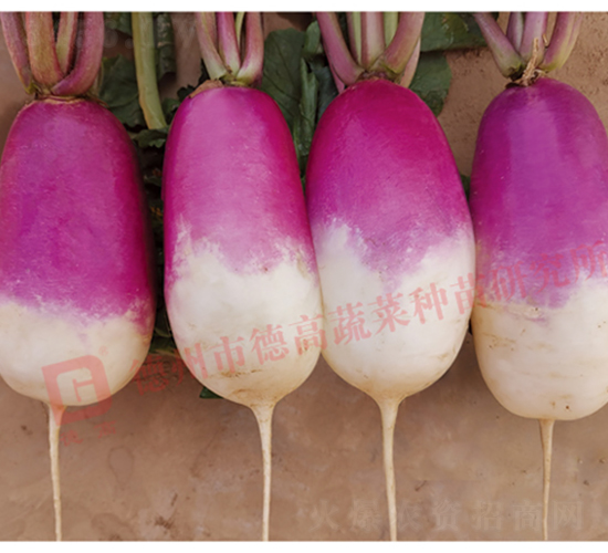 һ�c�t�}��-R275-�}���N��-�¸߷N�I(y��)