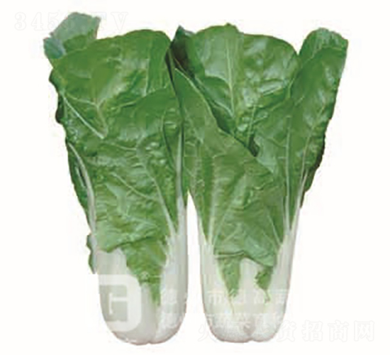 �~ɫ�Gɫ���-�¸�1138-��˷N��-�¸߷N�I(y��)