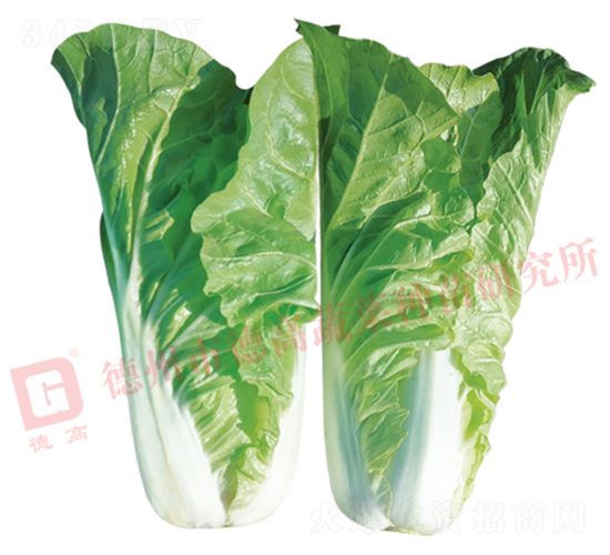 �~ɫ�Gɫ���-�¸߾G�(y��ng)-��˷N��-�¸߷N�I(y��)