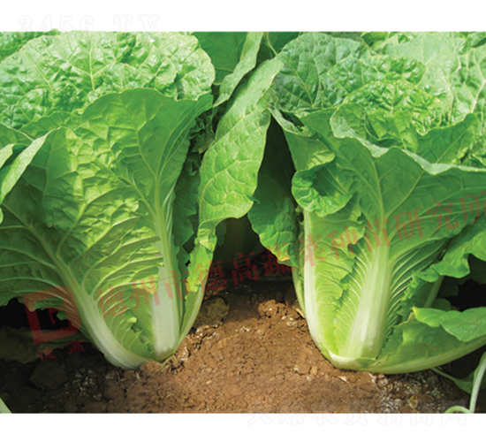 �~ɫ�Gɫ���-����-��˷N��-�¸߷N�I(y��)