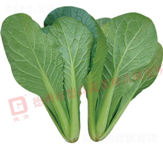 �G�Ϳ��-�n�G-��˷N��-�¸߷N�I(y��)