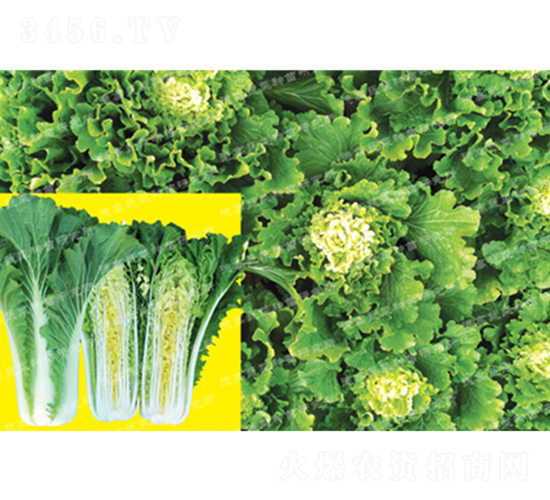 ��ò�-�¸�371-��ײ˷N��-�¸߷N�I(y��)