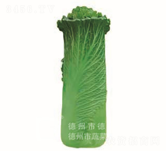 �����~�ײ�-���A80-��ײ˷N��-�¸߷N�I(y��)