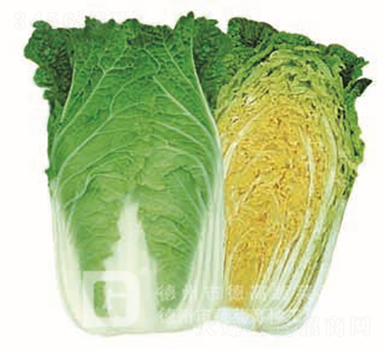 �S�İײ�-���P��-��ײ˷N��-�¸߷N�I(y��)