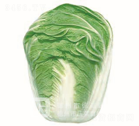 �＾�ײ�-�p����̖-��ײ˷N��-�¸߷N�I(y��)