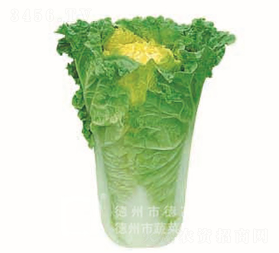 �S�İײ�-��ʰ�-��ײ˷N��-�¸߷N�I(y��)