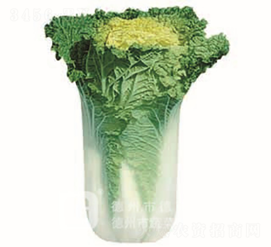 �S�İײ�-�S��58-��ײ˷N��-�¸߷N�I(y��)