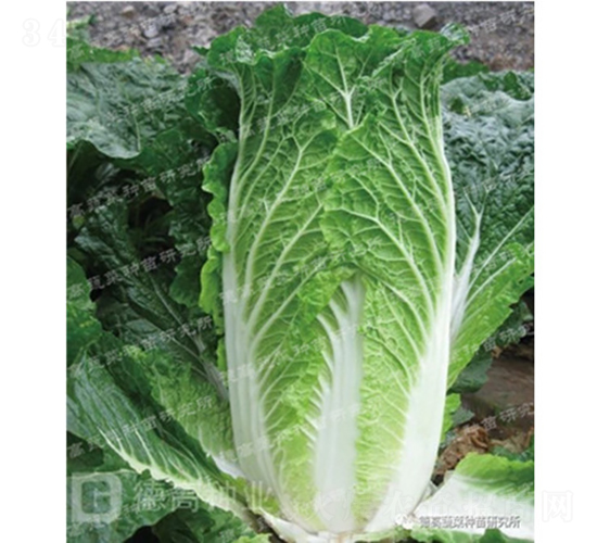 �����ͳ�޷�ײ�-��140-��ײ˷N��-�¸߷N�I(y��)