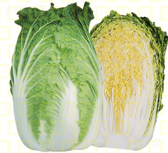 �����[���ײ�-�¸�CR999-��ײ˷N��-�¸߷N�I(y��)