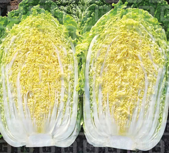 �����[�����ײ�-�¸�A126-��ײ˷N��-�¸߷N�I(y��)