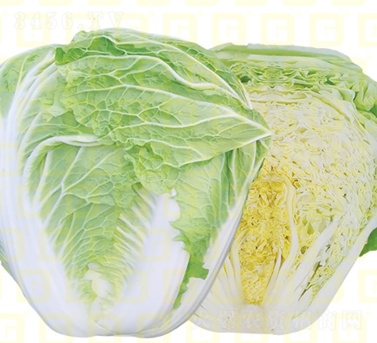 ������ײ�-�¸�VR�а�-��ײ˷N��-�¸߷N�I(y��)