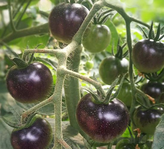 �����\-���ѷN��-����