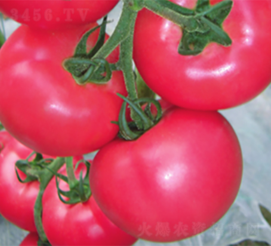 �ʽ�868-���ѷN��-����