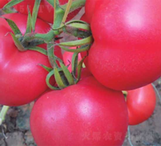 �ʽ�6̖-���ѷN��-����