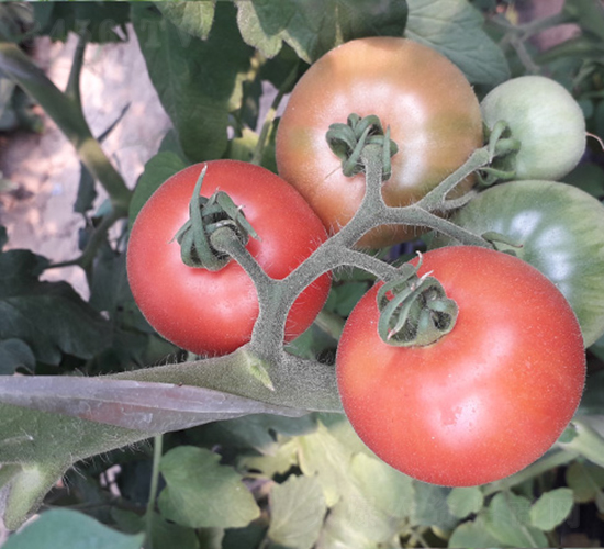 ����-���ѷN��-����