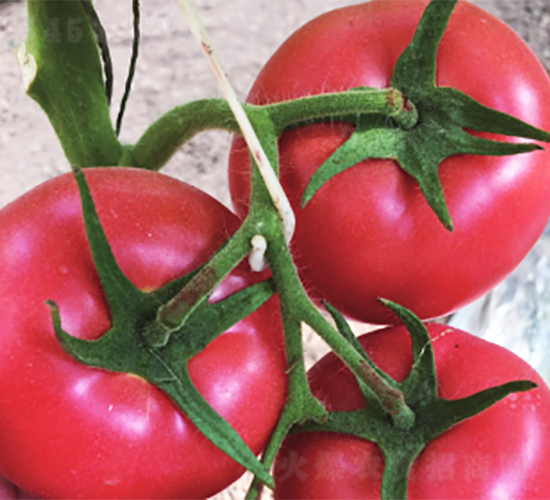 �����ٽz-���ѷN��-����