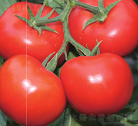 �恆-���ѷN��-����