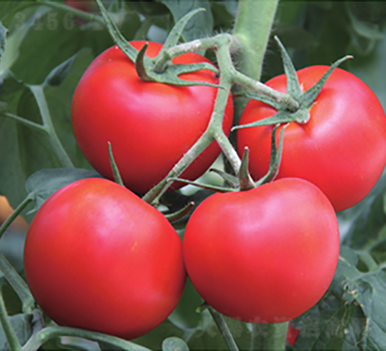 ����-���ѷN��-����