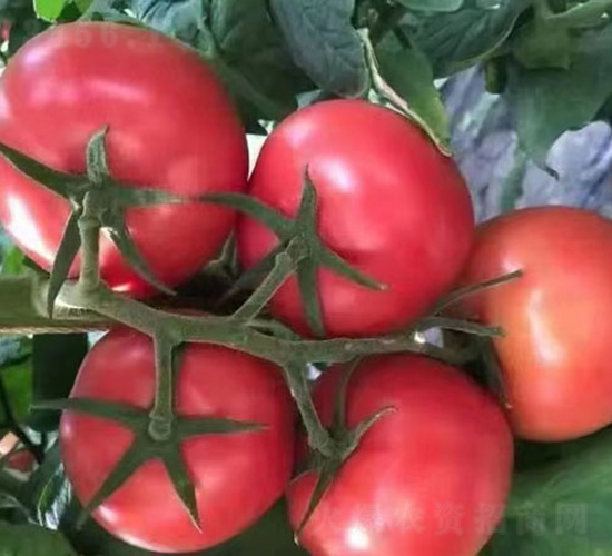 �۹�-���ѷN��-����