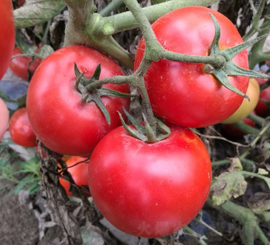 Early-WHXF1-�������L(zh��ng)���ѷN��-�A���N��