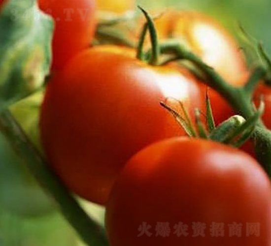 T1202F1-�������L���ѷN��-�A���N��