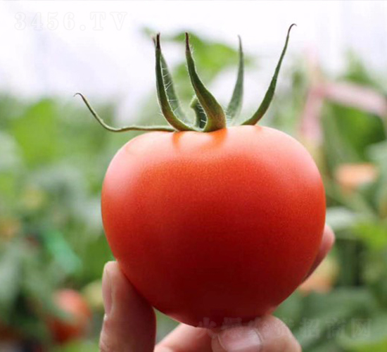 CNUS1608F1-�������L���ѷN��-�A���N��