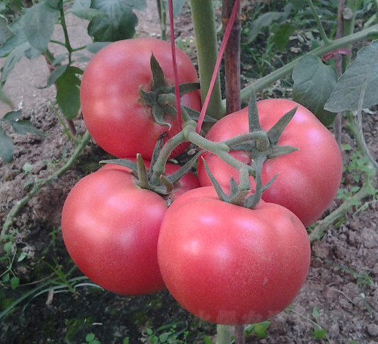 CNUS1617-45��POLLY��-�������L���ѷN��-�A���N��