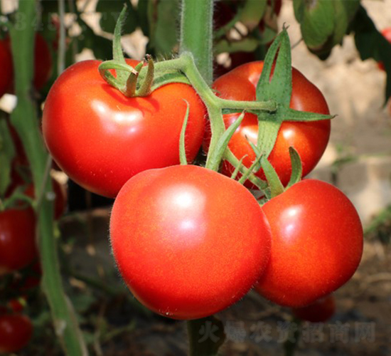 CNUSD1415-1-�������L���ѷN��-�A���N��