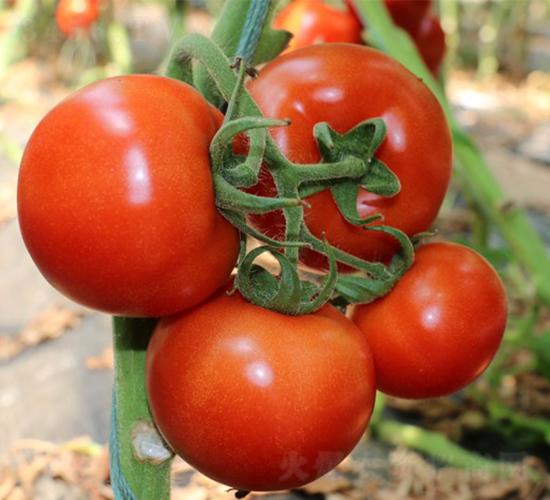 D1415-3-�������L���ѷN��-�A���N��