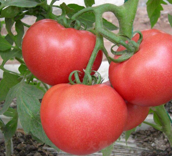 CNUS1617-21-�������L���ѷN��-�A���N��