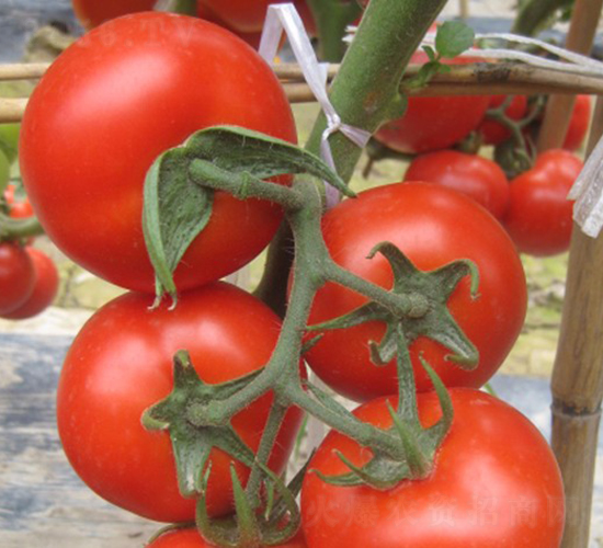 CNUS1617-17-�������L(zh��ng)���ѷN��-�A���N��