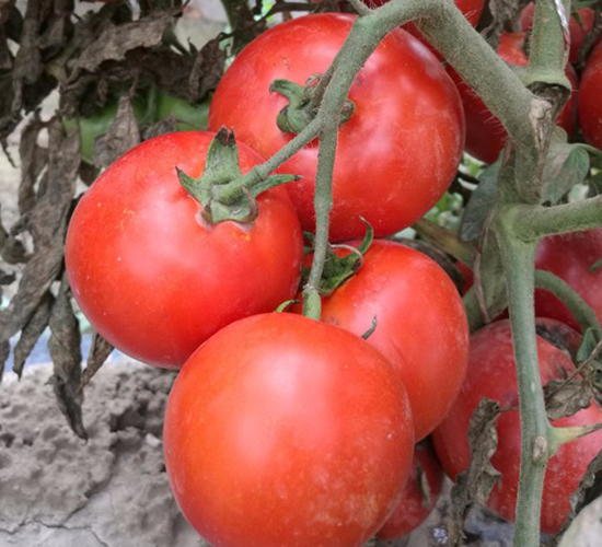 CNUS1617-10-�������L(zh��ng)���ѷN��-�A���N��