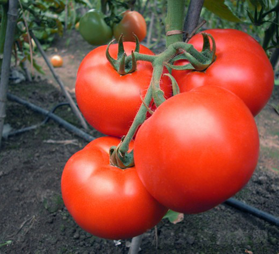 CNUS1701-�������L���ѷN��-�A���N��