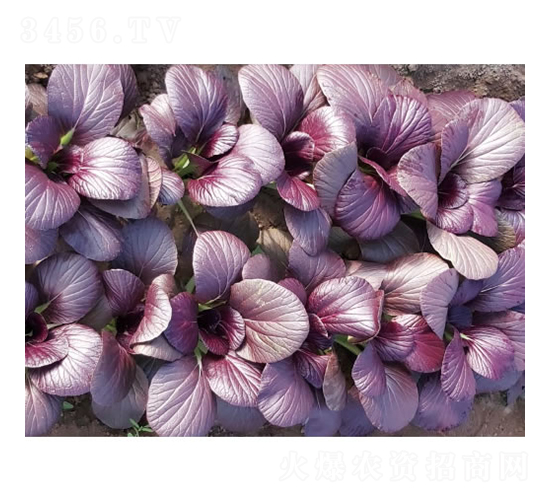 �t�@-С�ײ˷N��-�c�l(f��)��ʢ