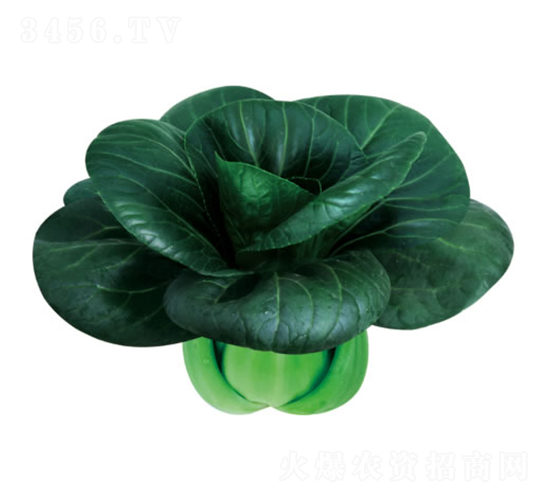 �K����-С�ײ˷N��-�c�l(f��)��ʢ