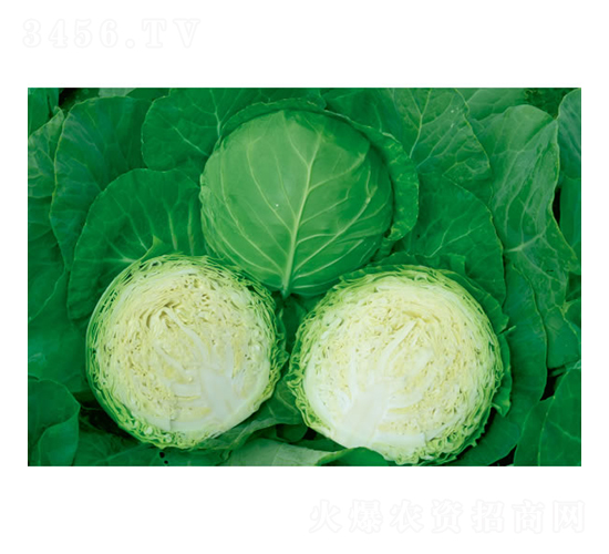 �Č�-���{�N��-�c�l(f��)��ʢ