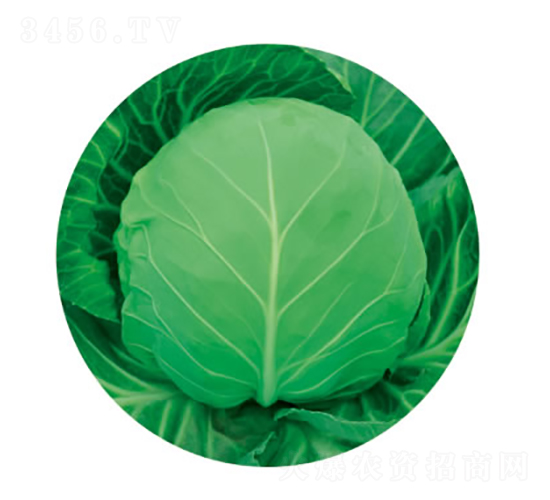 �c��50��-���{�N��-�c�l(f��)��ʢ