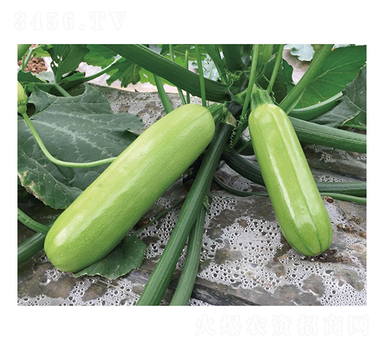 �G����-�����J�N��-�c�l(f��)��ʢ