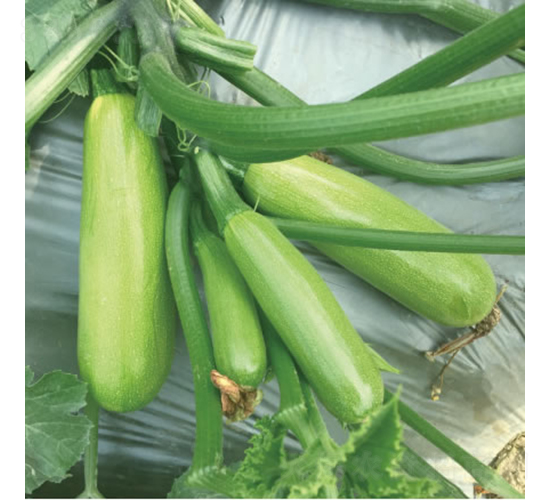 �GС��-�����J�N��-�c�l(f��)��ʢ