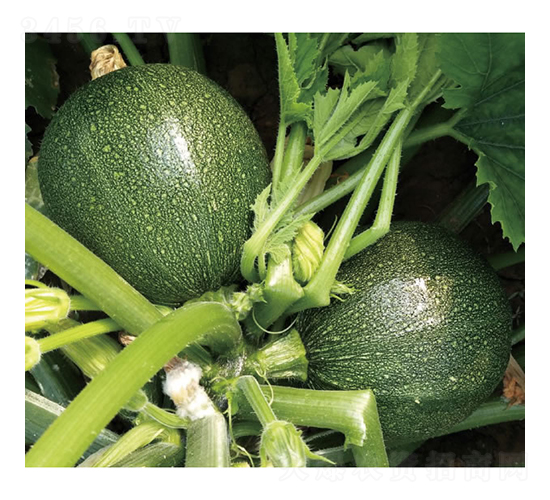 ī��-�����J�N��-�c�l(f��)��ʢ