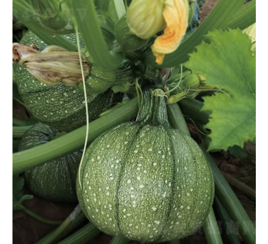 ����-�����J�N��-�c�l(f��)��ʢ