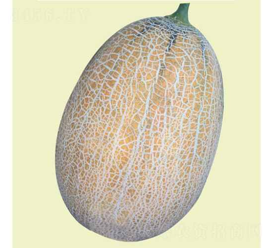 �S�{˹-��ϷN��-�c�l(f��)��ʢ