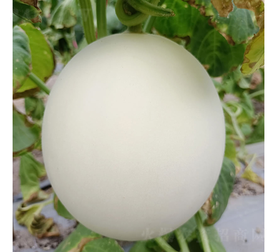 ��ɳ��-��ϷN��-�c�l(f��)��ʢ