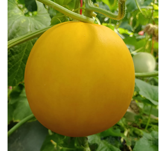 �tɯ��-��ϷN��-�c�l(f��)��ʢ