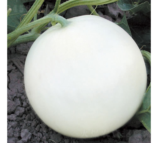 ��ѩ-��ϷN��-�c�l(f��)��ʢ