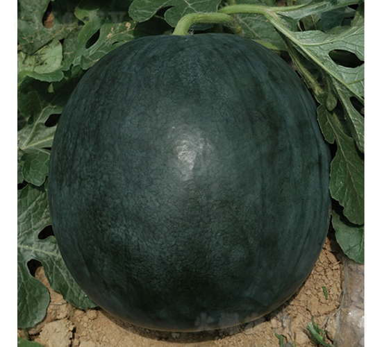 �c��1̖(h��o)-���ϷN��-�c�l(f��)��ʢ